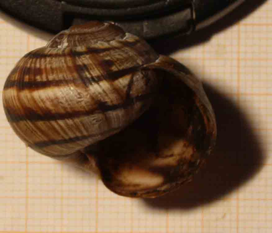 da identificare